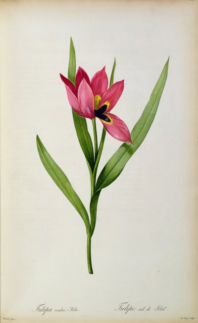 Tulipa oculus-solis, da 